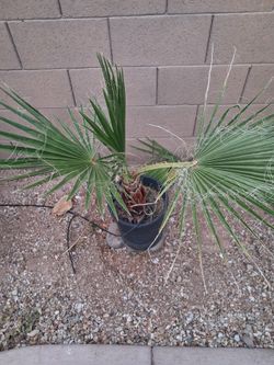 Fan palm