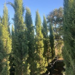 Italian Cypress 25 Gallon Privacy 