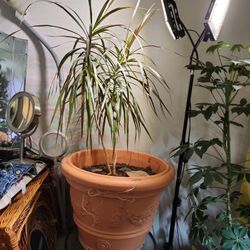 3 foot tall Dragon Trees / Dracaena In 21" Pot