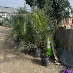 Palm Trees Canary Island 