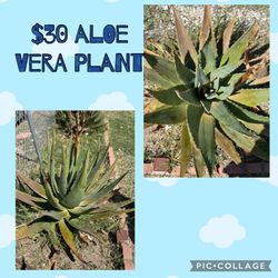 Aloe Vera Plants