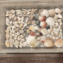 Sea Shells And Sea Creatures 