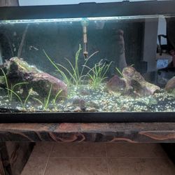 20 Gallon Long Fish Tank