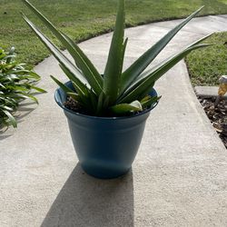 Aloe Plant - Includes blue plastic pot