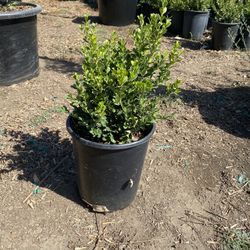 Japanese Boxwood Plants in 5-Gallon Pots 