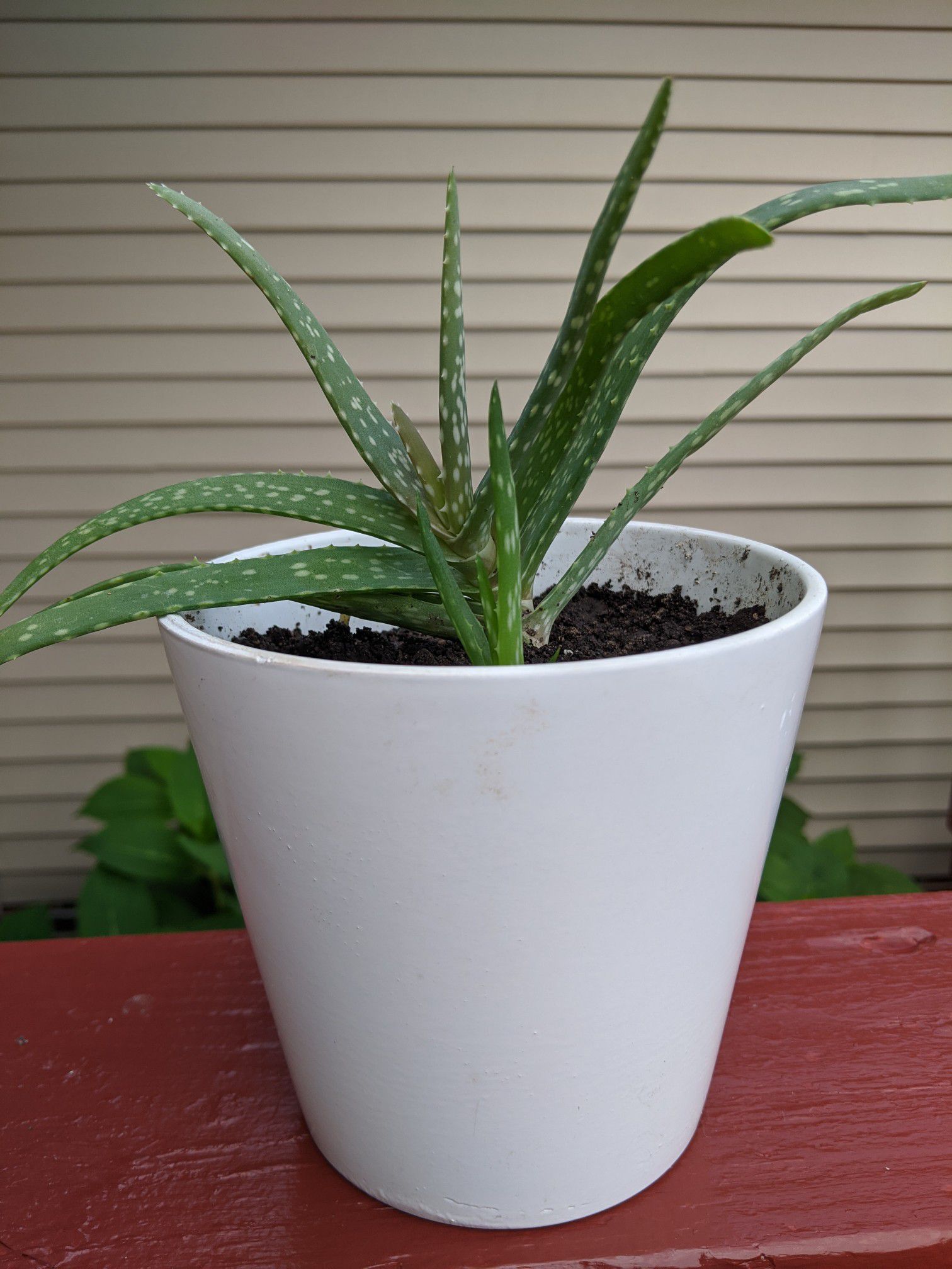 White ceramic pot with aloe plant