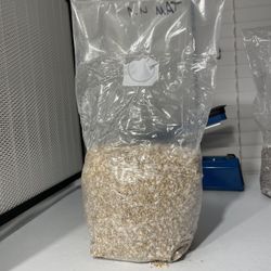 Colonized Grain Spawn Bag