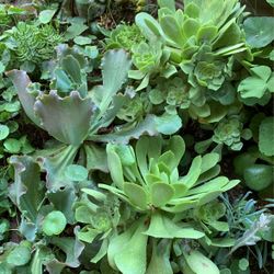 Huge Rossy Succulent 1-2 Ft Width 
