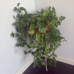 Plants pothos