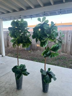 Fake fig trees
