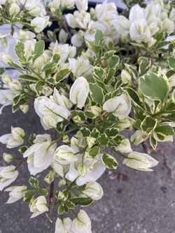 Planta De Bougainvillea, Veranera, Camellina, Curazao Variegated Miniature Leaves Plant, In 5 Gallons Pot Very Rare Exotic Plant Pick Up Only