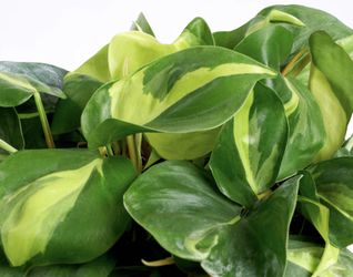 Philodendron Brazil Plant Cuttings