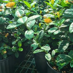 Ixoras Plants 3gallon Yellow 