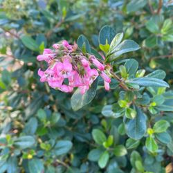 Pink Princess Escalonia Bush STARTS