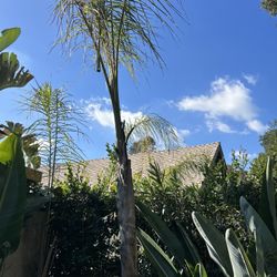 Palm Trees