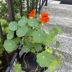 Nasturtium Large And Smaller Pots Vibrant Colors Just Started To Bloom 