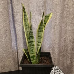 Snake Plant 