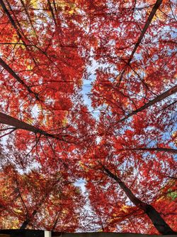Fall Forest Tapestry Or Photo Backdrop 