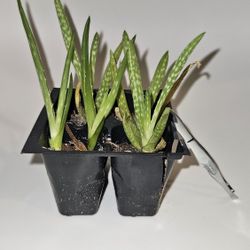 ALOE VERA 