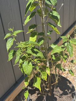 Mulberry Tree