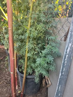 Ruda  planta