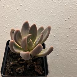 Live Echeveria Succulent Indoor Outdoor Garden Decor Plant