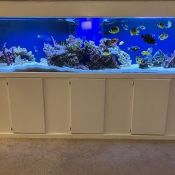 Saltwater Aquarium For sale Full Set Up