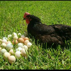 chicken fresh eggs $8 for dozens