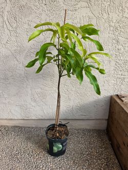 Pineapple Pleasure Mango Tree