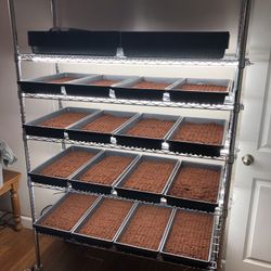 Microgreens