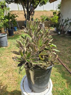 Kalanchoe Mother Of Thousand Suculent Plant Medesinal