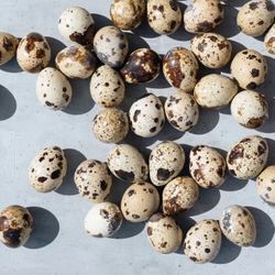 Fresh Quail Eggs For Sale 