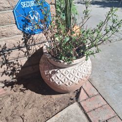 Terracotta Pot Planters
