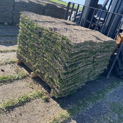 grass sod