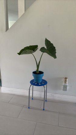 Elephant ear plant with stand table both $10