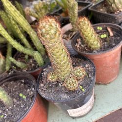Plantas