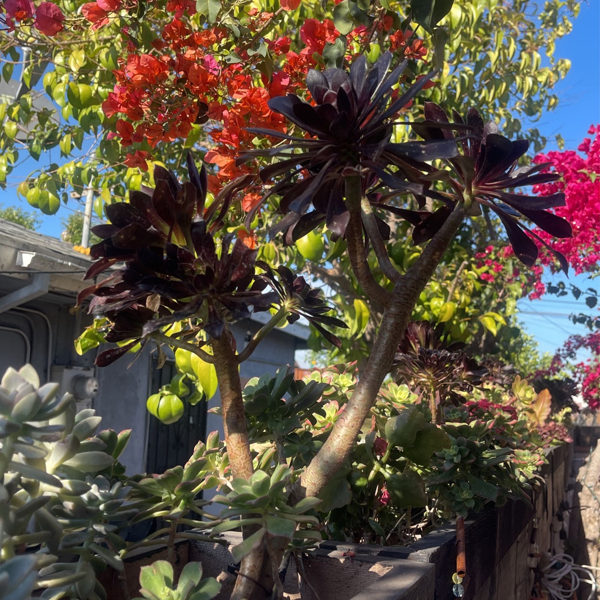 Black Aeonium Rose Rose Cuttings for Sale in Rosemead, CA OfferUp