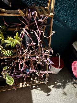 Plants