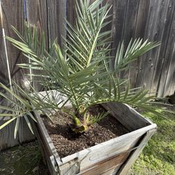 Pindo Palm Tree 2ft Tall
