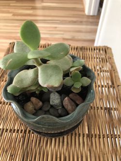 Succulent live plant in a beautiful ceramic pot Thumbnail