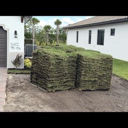 Palmetto Sod 