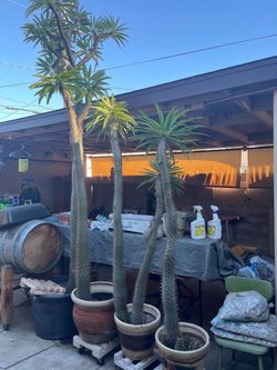 Madagascar Palm