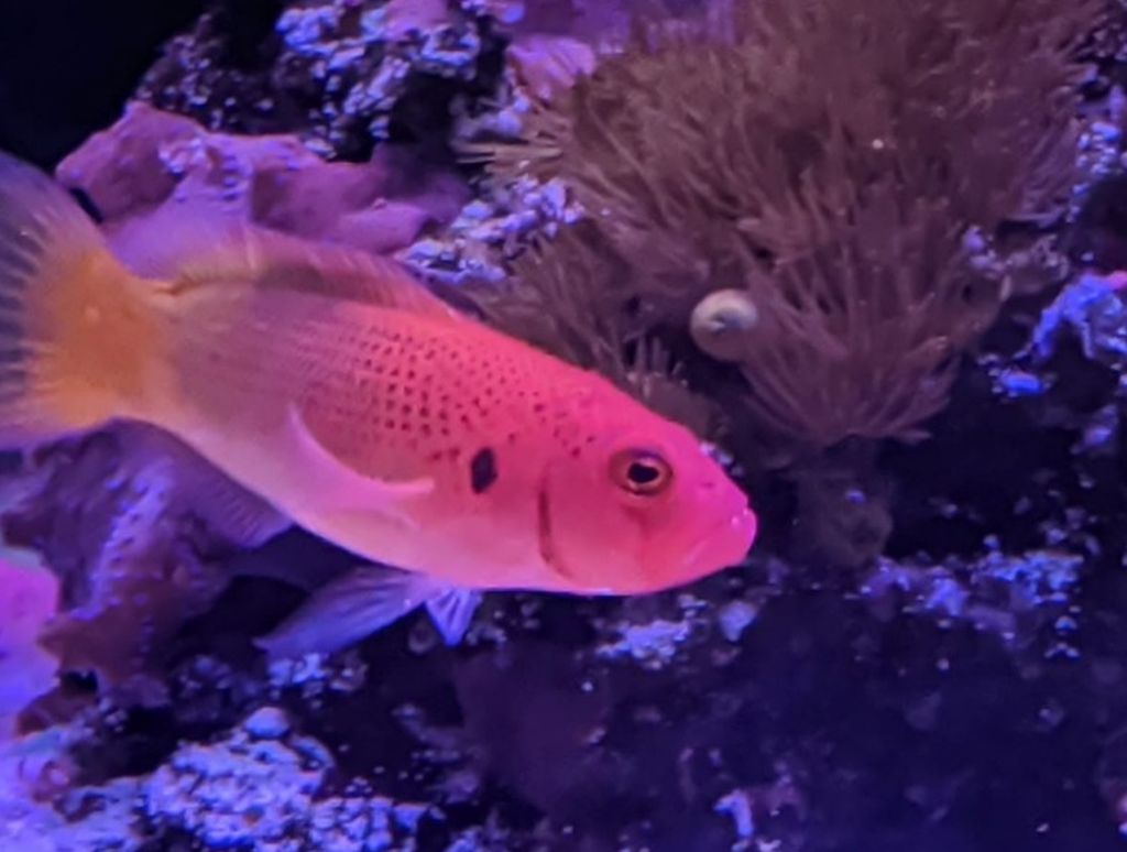 Bright Red And Orange Dottyback