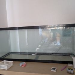Fish Tank 