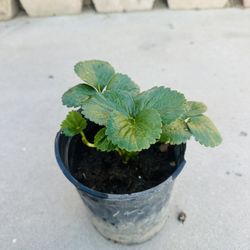 Strawberry seedlings plants