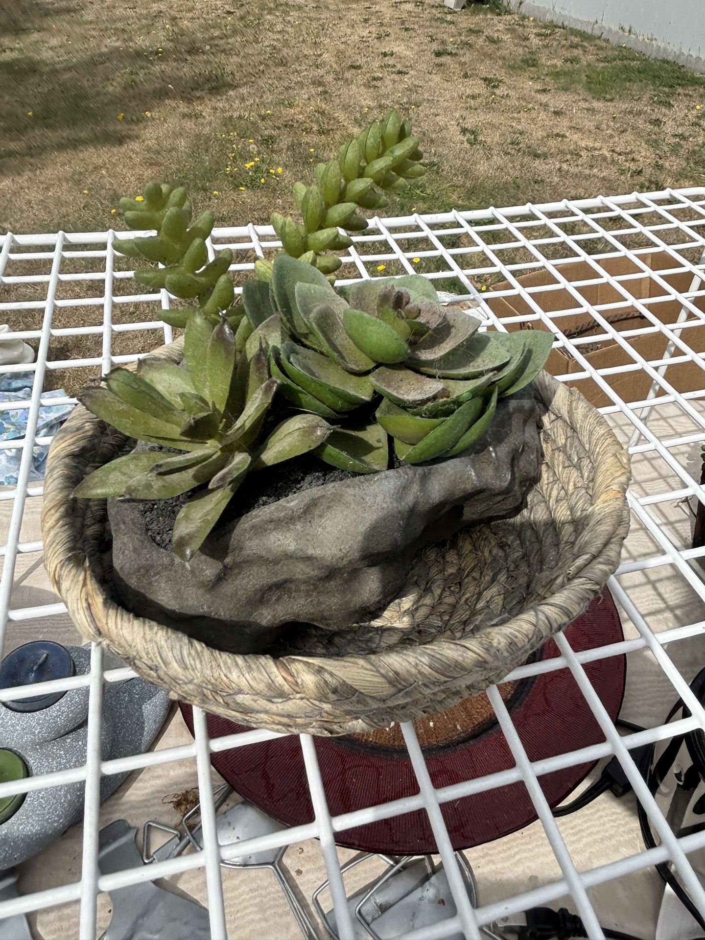 Arrangement Decor