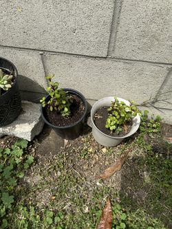 Plant