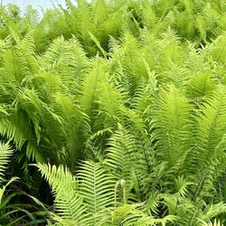 Small Lady Ferns