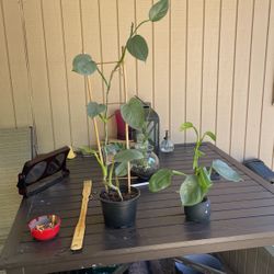 philodendron silver swords