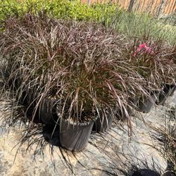 Purple Fountain Grass 5 Gal